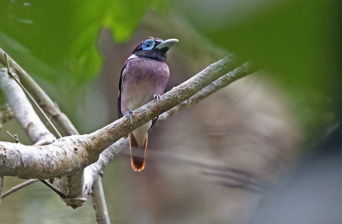 Visayan Broadbill - ML635401197