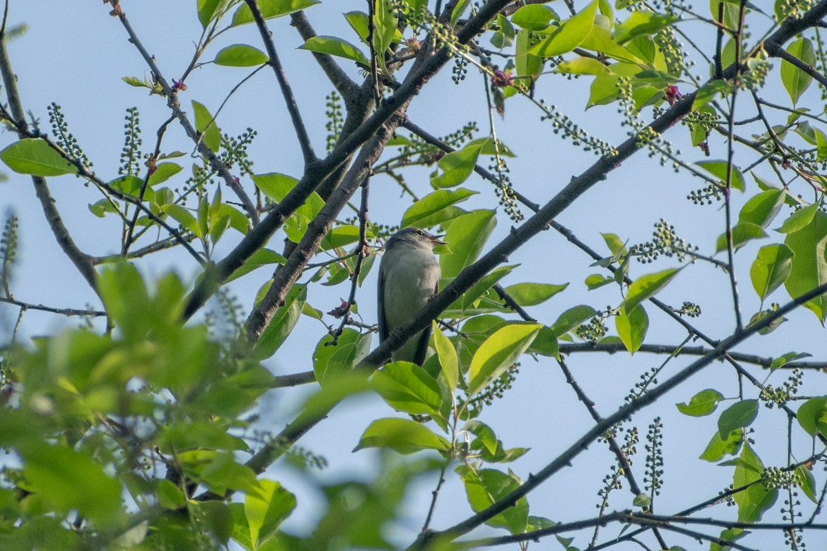Tennessee Warbler - ML635401255