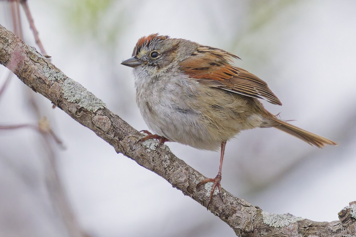 Swamp Sparrow - ML635401362