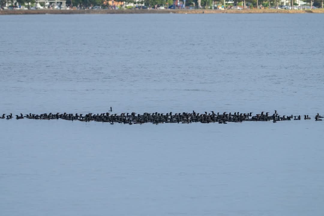 Little Black Cormorant - ML635401368