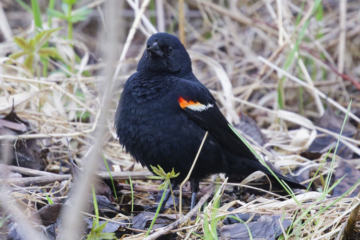 Red-winged Blackbird - ML635401380