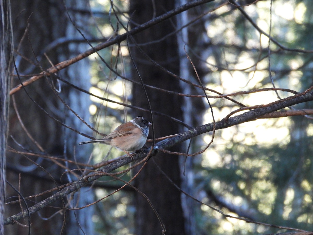 Dark-eyed Junco - ML635401443