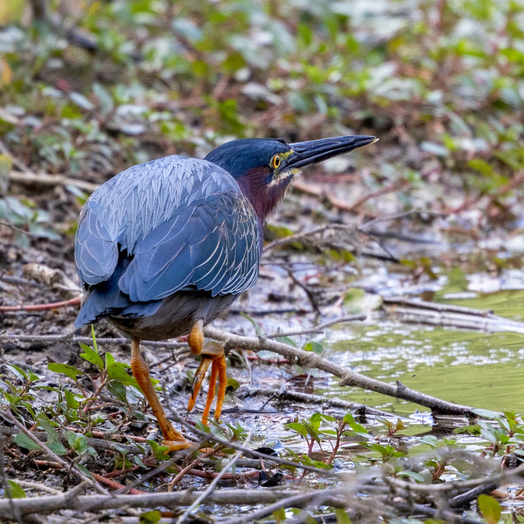 Green Heron - ML635401554