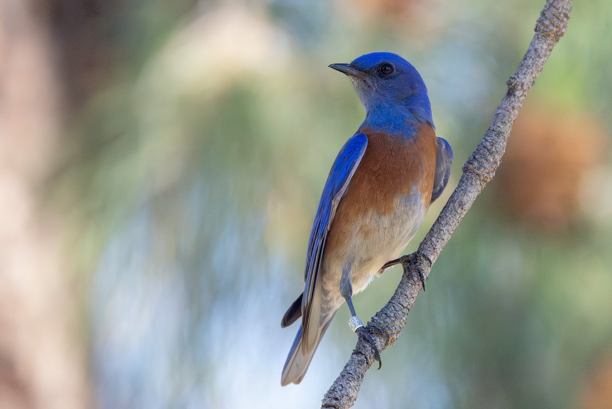 Western Bluebird - ML635401610