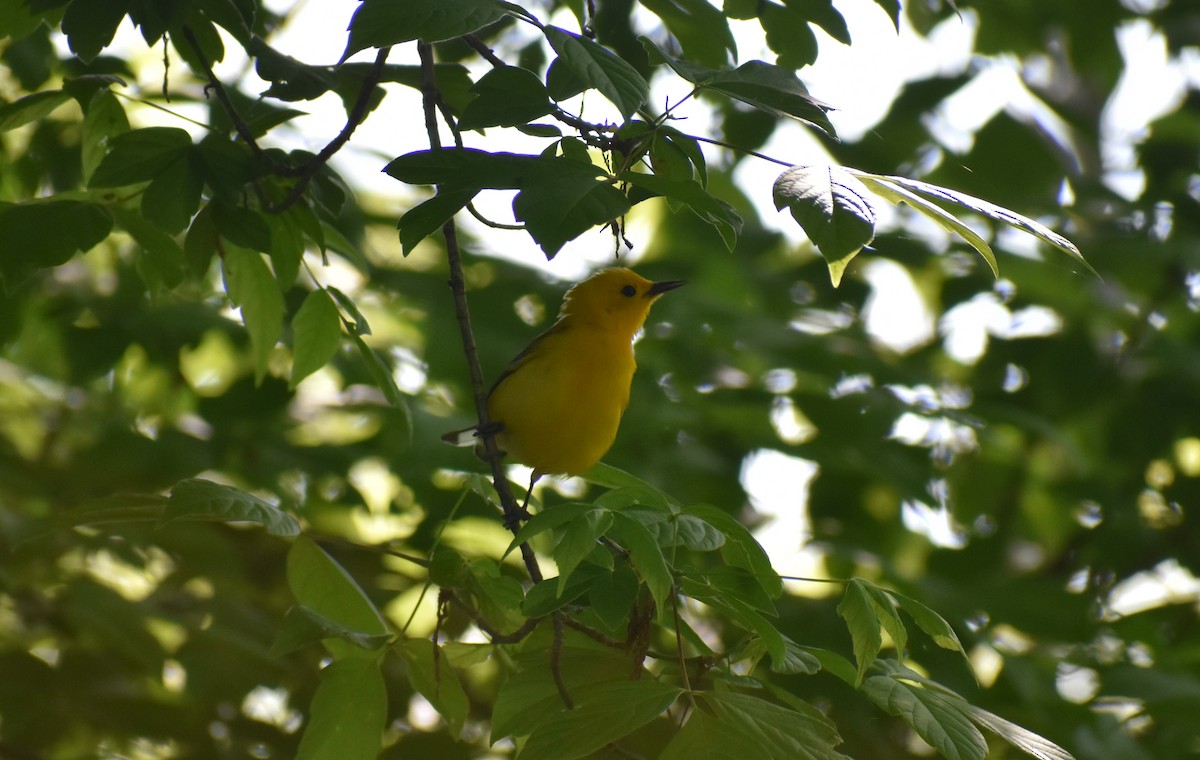 Prothonotary Warbler - ML635401820