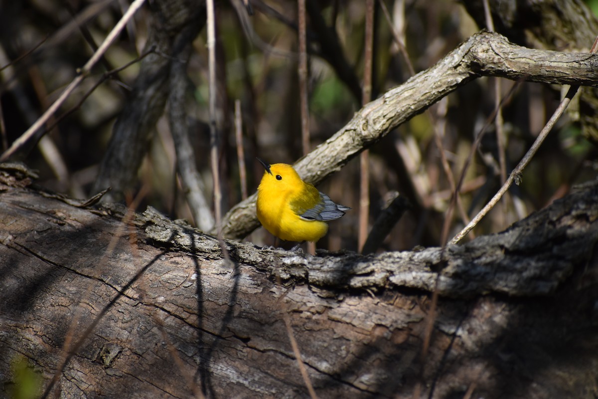 Prothonotary Warbler - ML635401821
