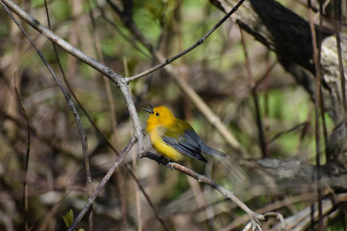 Prothonotary Warbler - ML635401822
