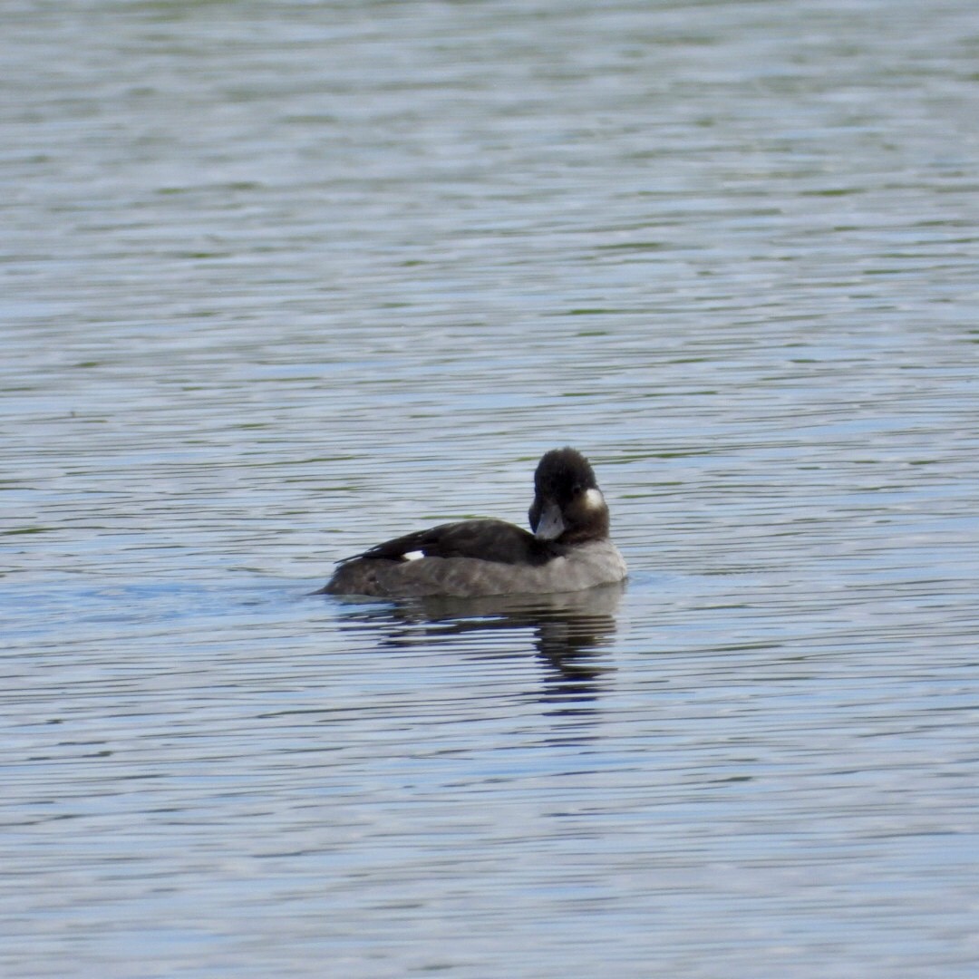 Porrón Albeola - ML635401854