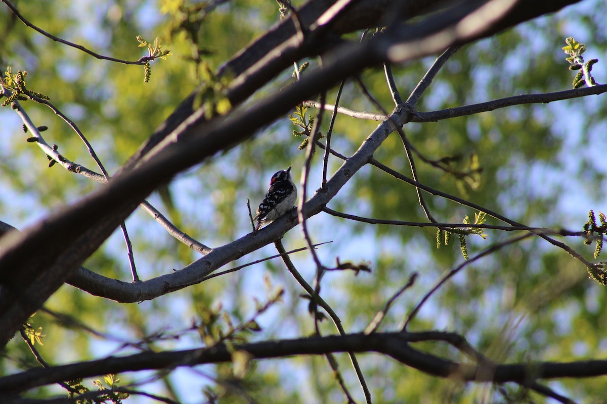 Downy Woodpecker - ML635401891