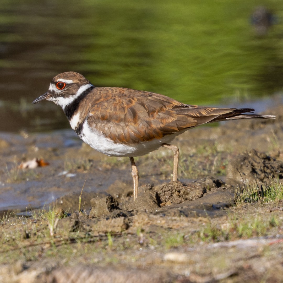 Killdeer - ML635401894