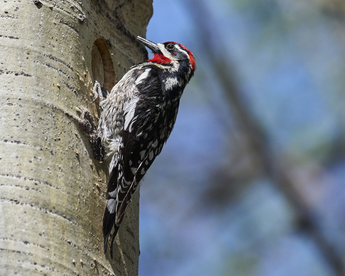 Red-naped Sapsucker - ML635401903