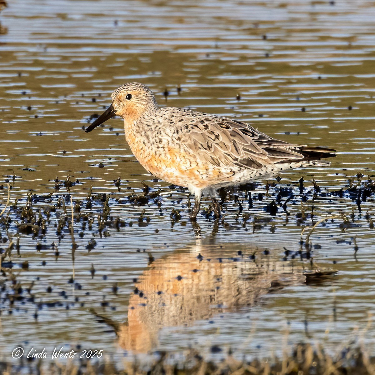 Red Knot - ML635401940