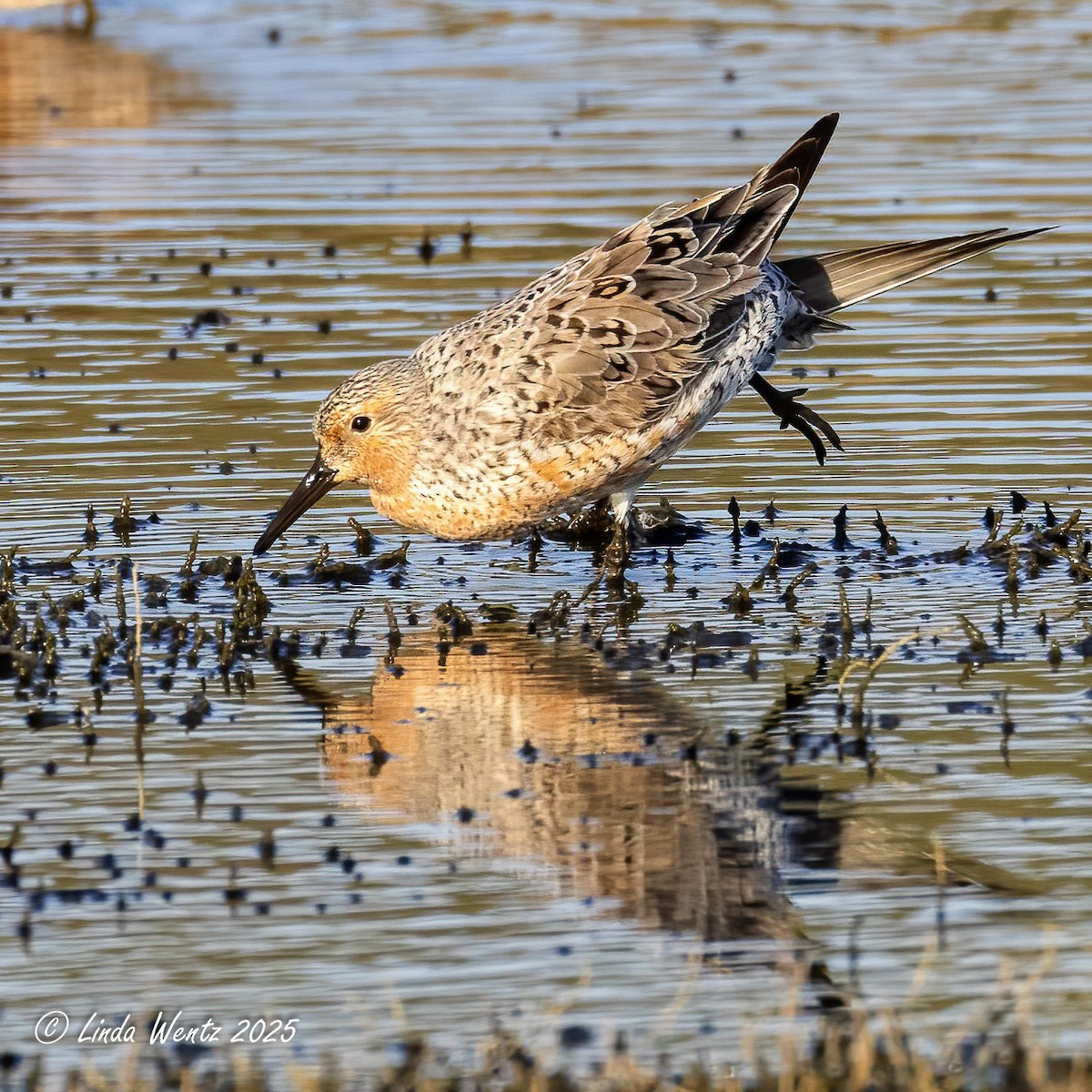 Red Knot - ML635401959