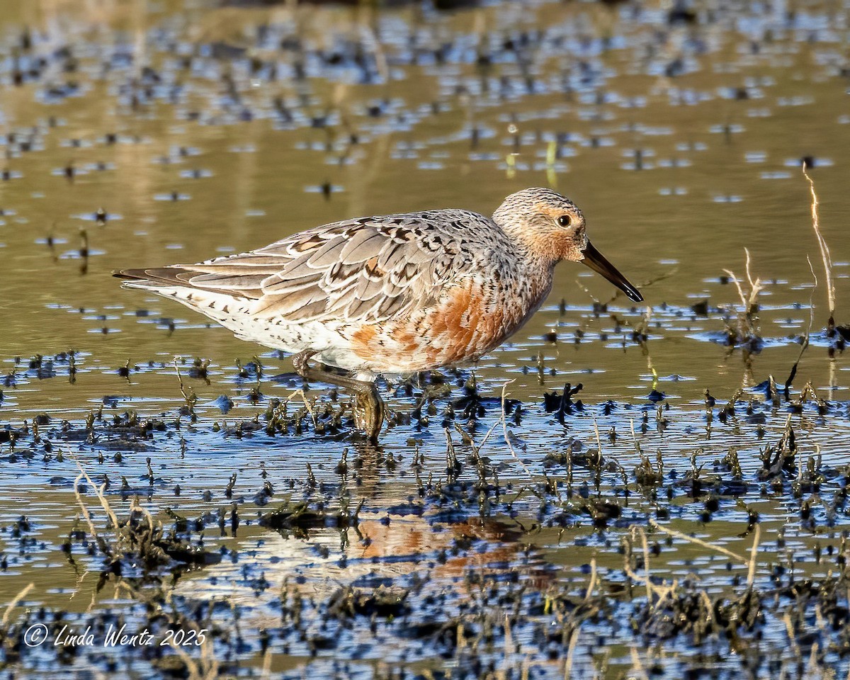 Red Knot - ML635401979
