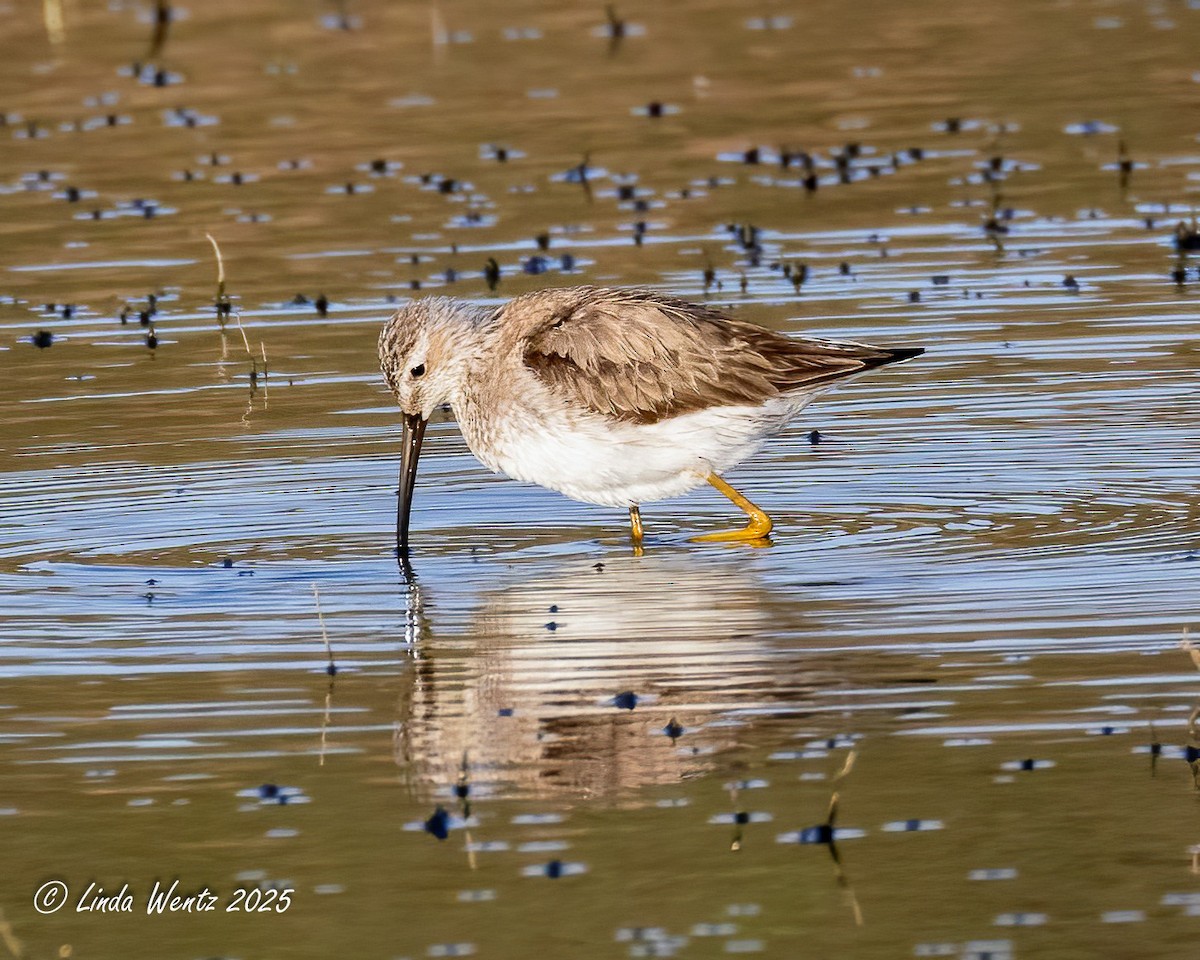 Stilt Sandpiper - ML635401993