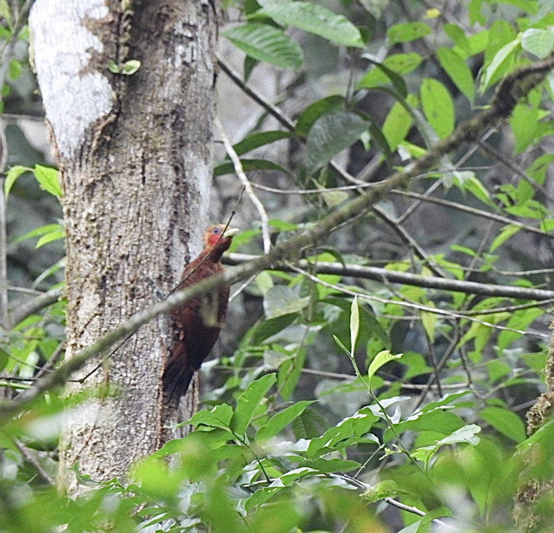 Chestnut-colored Woodpecker - ML635402023