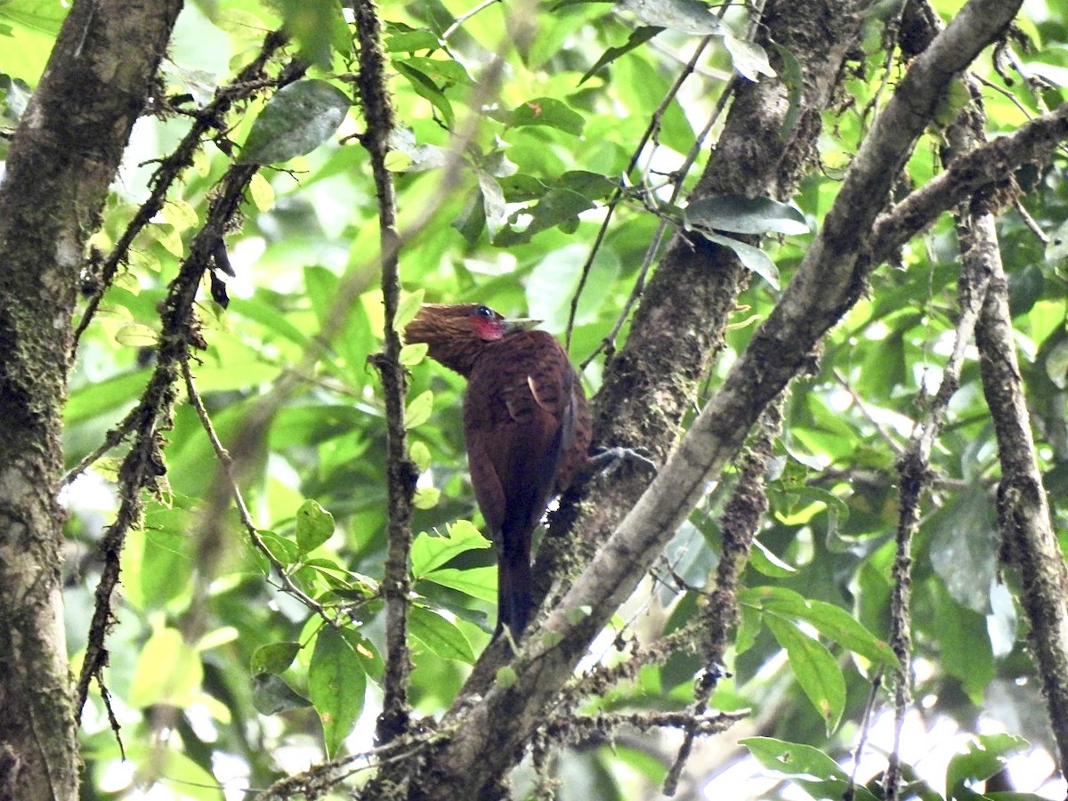Chestnut-colored Woodpecker - ML635402024