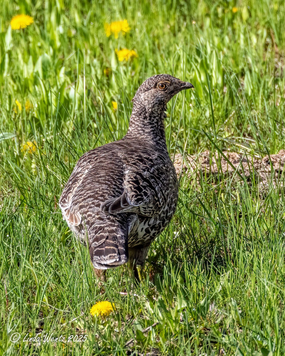 Dusky Grouse - ML635402048