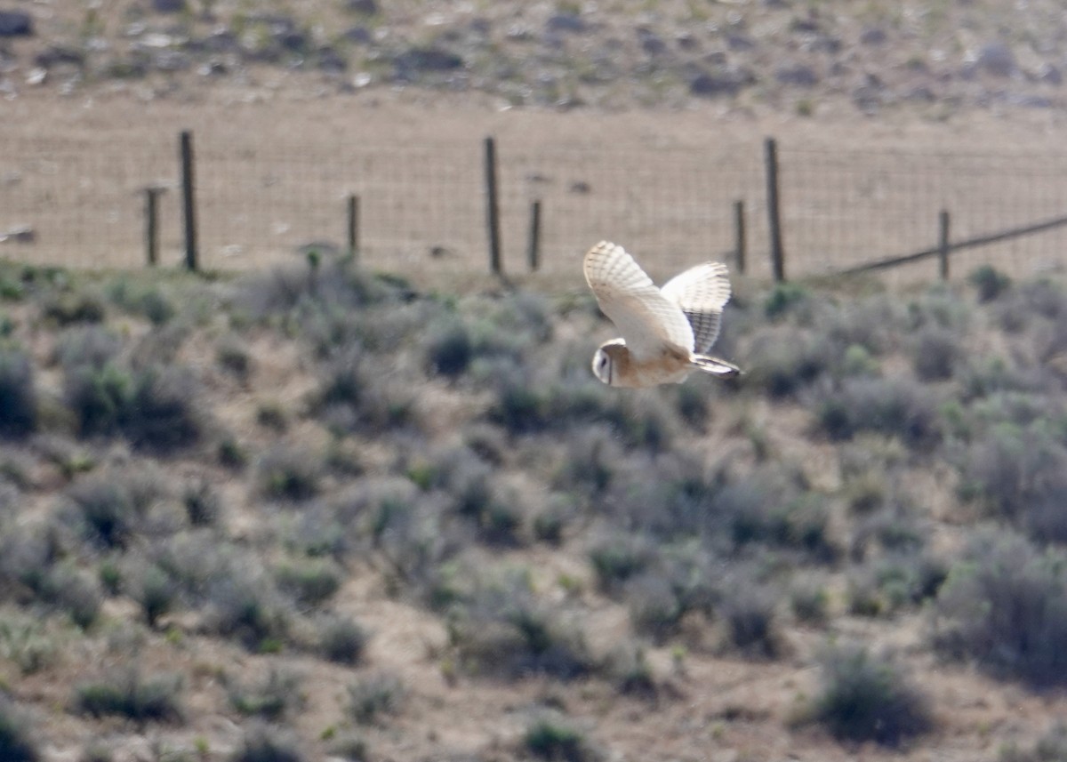 American Barn Owl - ML635402117