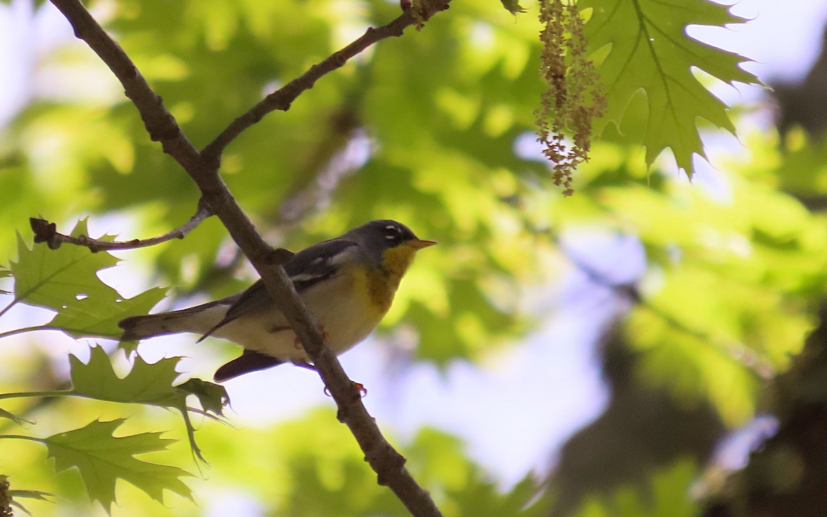 Northern Parula - ML635402200
