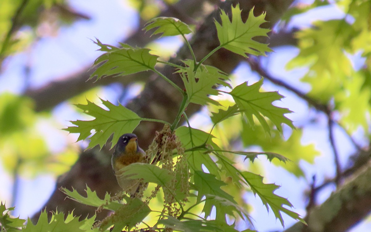 Northern Parula - ML635402207