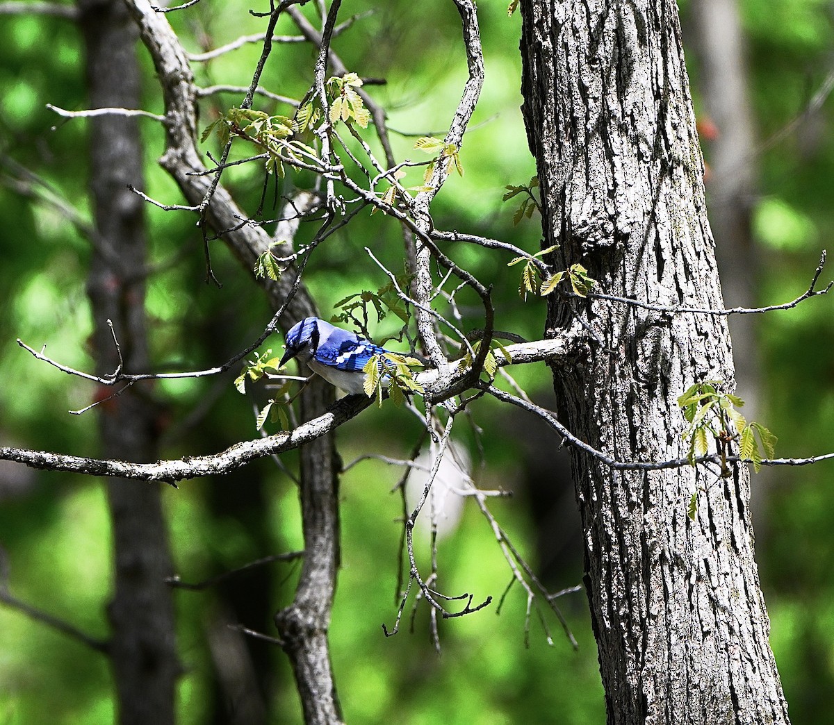 Blauhäher - ML635402213