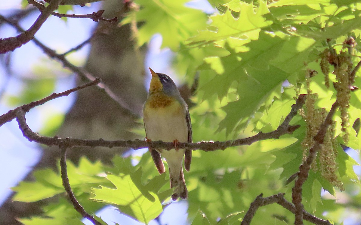 Northern Parula - ML635402214