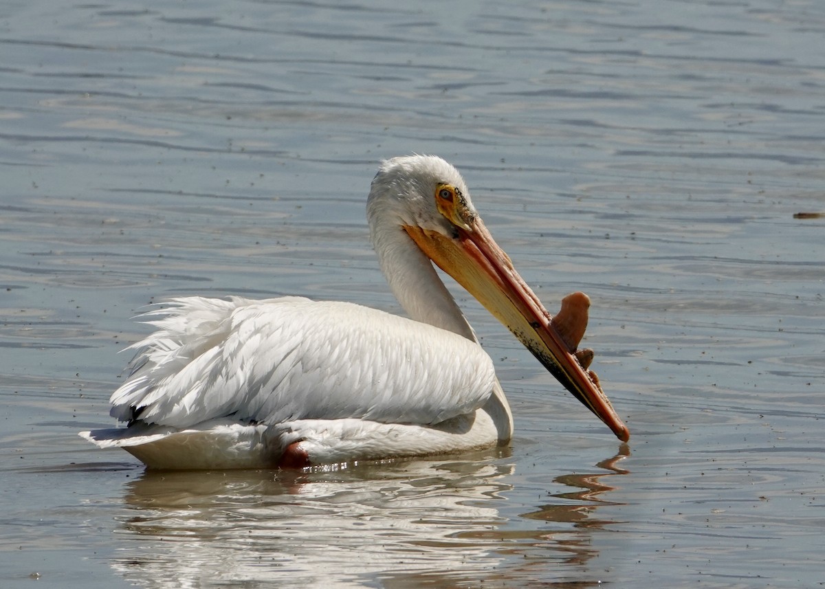 American White Pelican - ML635402240