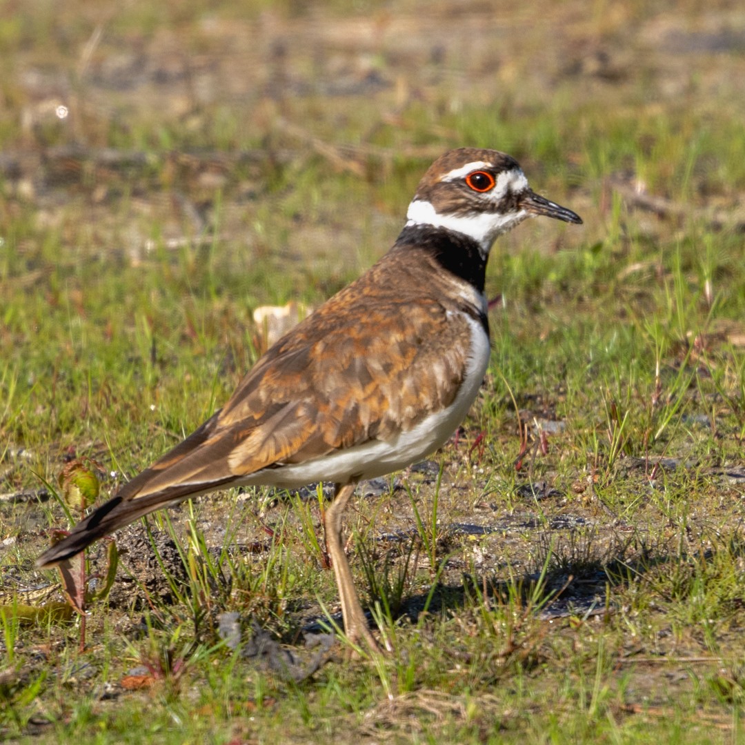 Killdeer - ML635402242