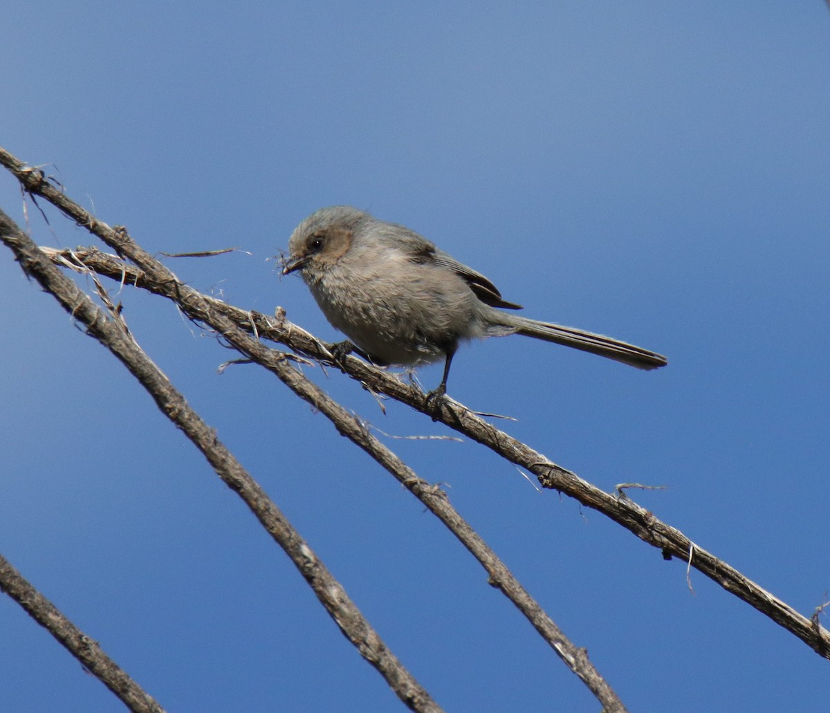 Bushtit - ML635402244