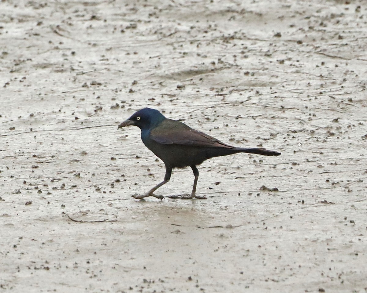 Zanate Común - ML635402255