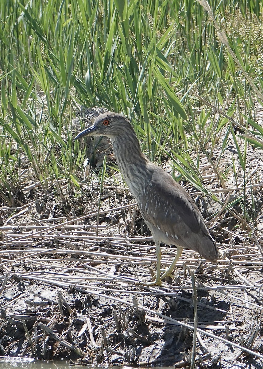 Black-crowned Night Heron - ML635402264
