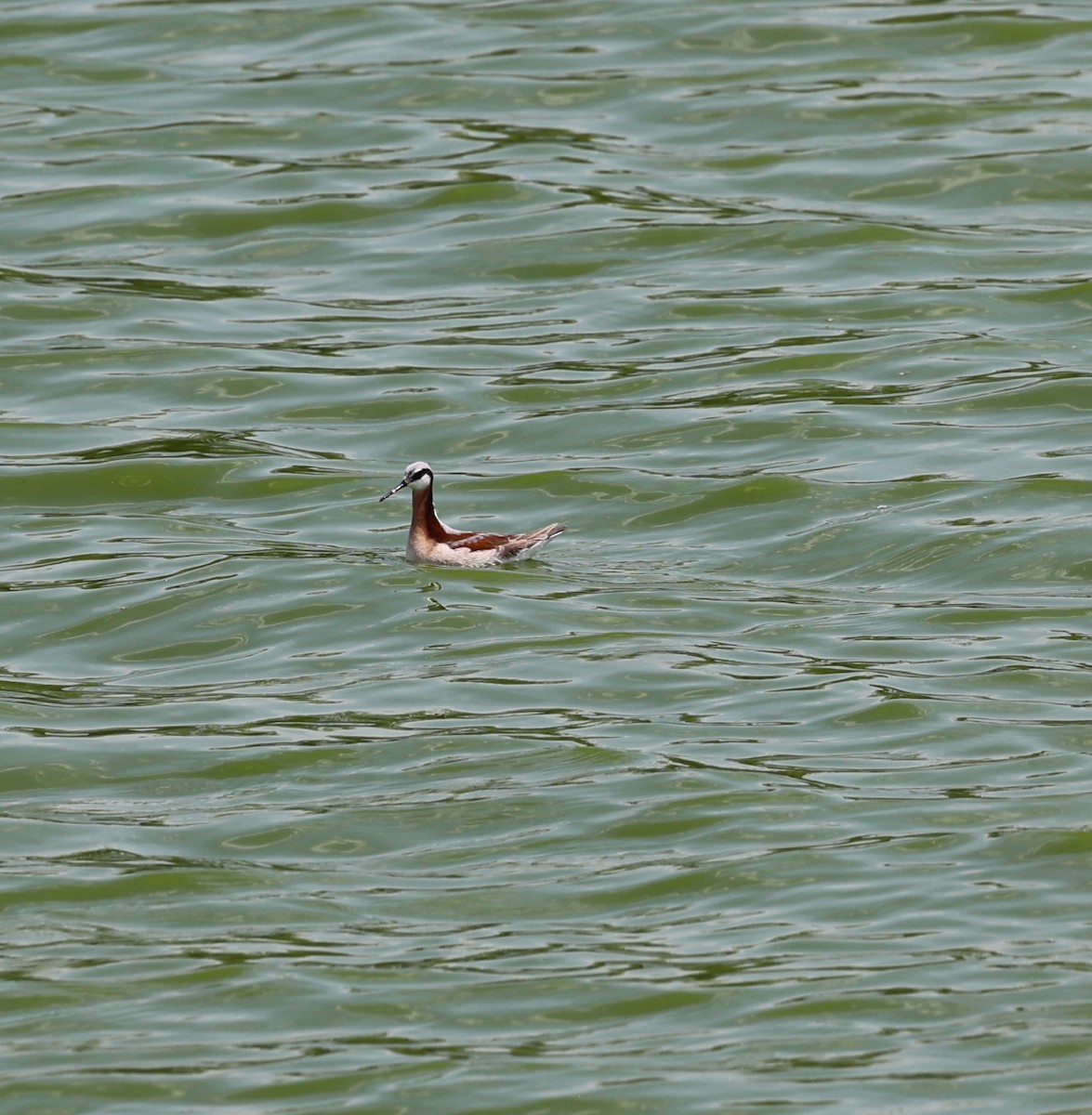 Wilson's Phalarope - ML635402350