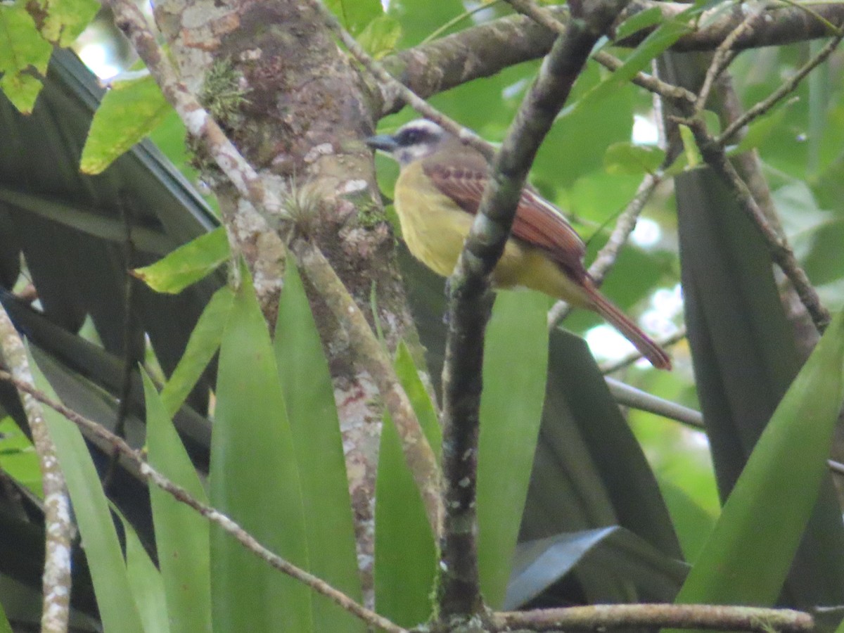 Golden-bellied Flycatcher - ML635402354