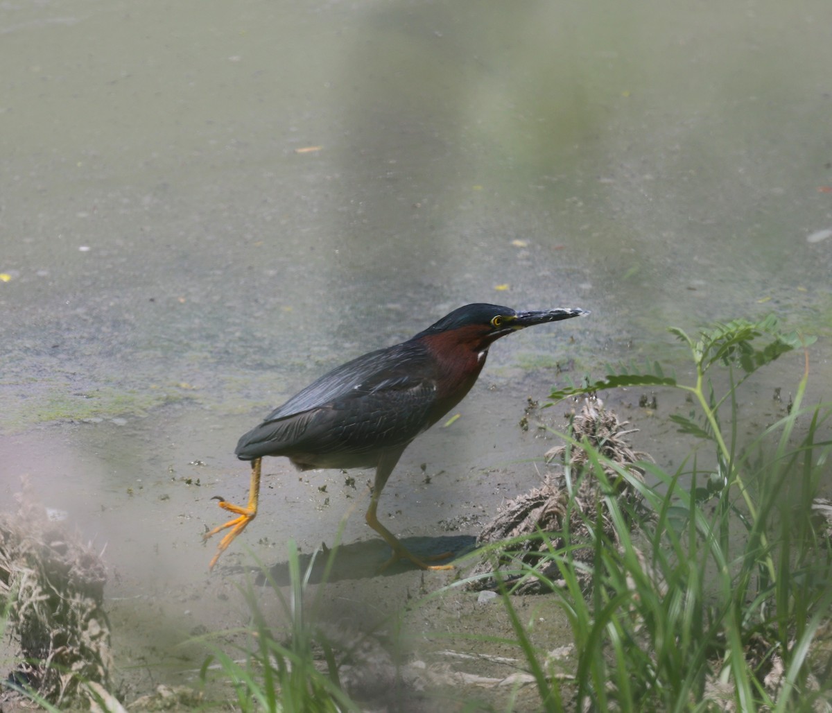 Green Heron - ML635402377