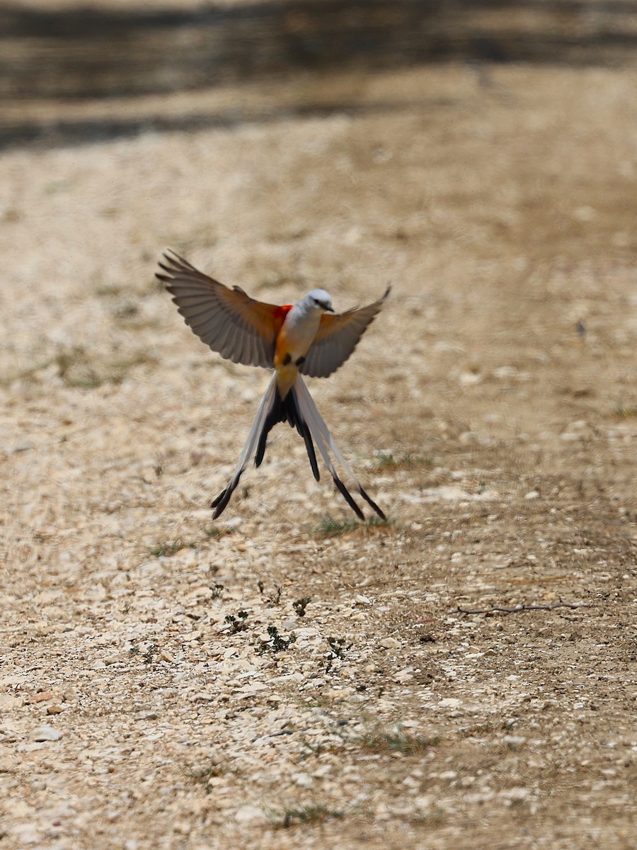Scissor-tailed Flycatcher - ML635402401
