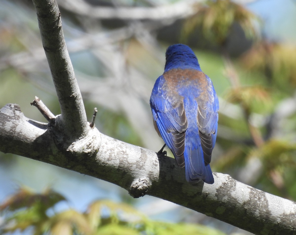 Western Bluebird - ML635402435