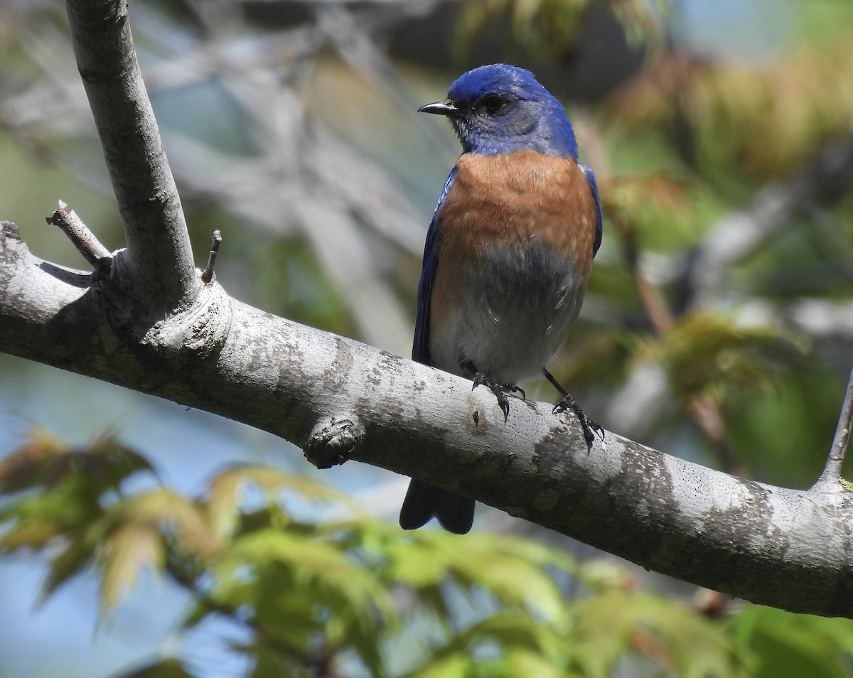 Western Bluebird - ML635402436