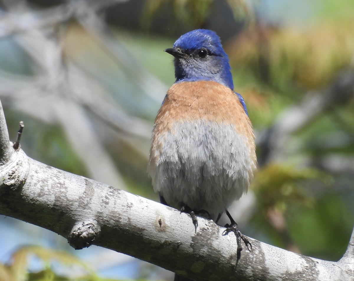 Western Bluebird - ML635402437