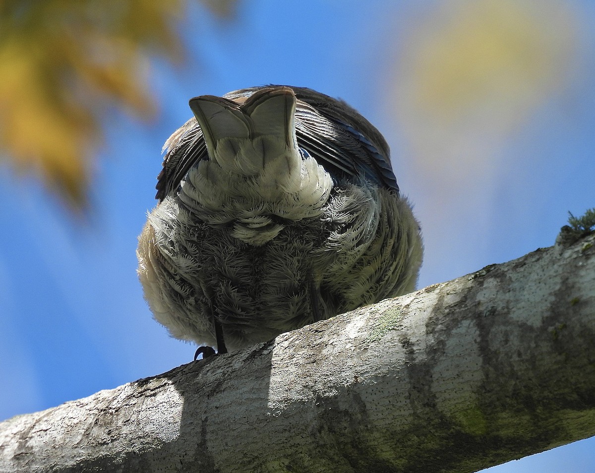 Western Bluebird - ML635402438