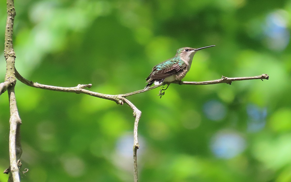Ruby-throated Hummingbird - ML635402445