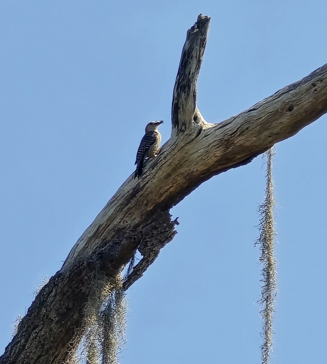 Carolinaspecht - ML635402454