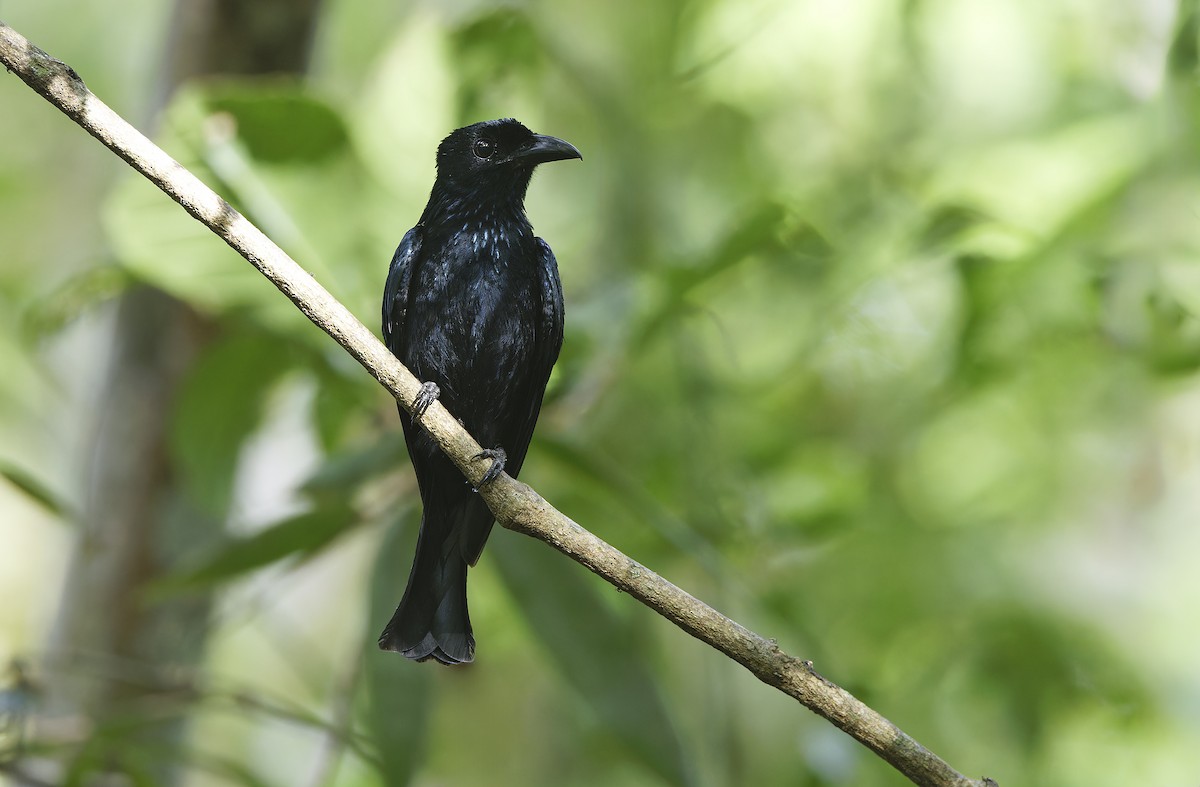 Short-tailed Drongo - ML635402480