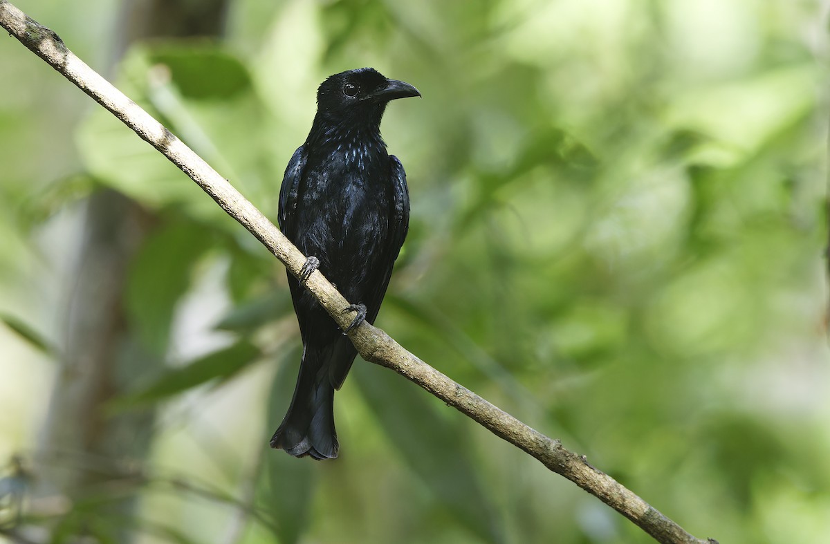Short-tailed Drongo - ML635402481