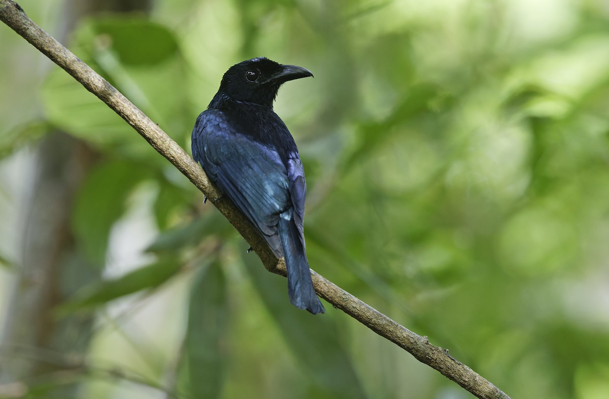 Short-tailed Drongo - ML635402483