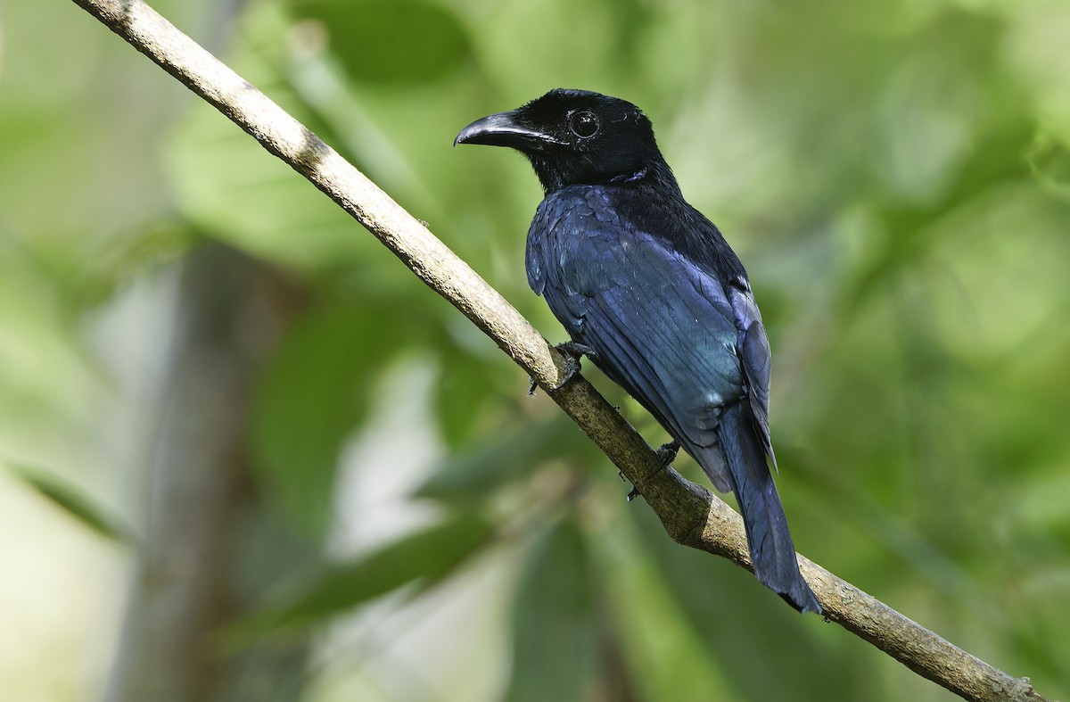 Short-tailed Drongo - ML635402484
