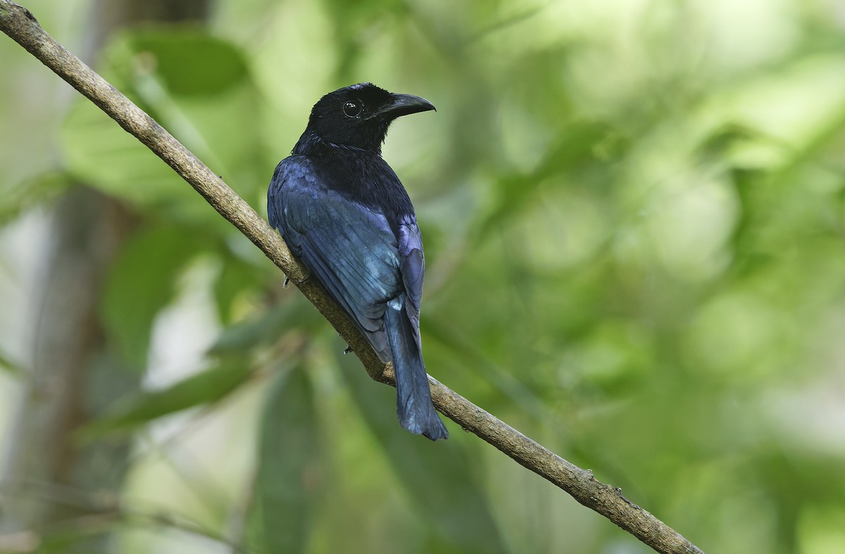 Short-tailed Drongo - ML635402485