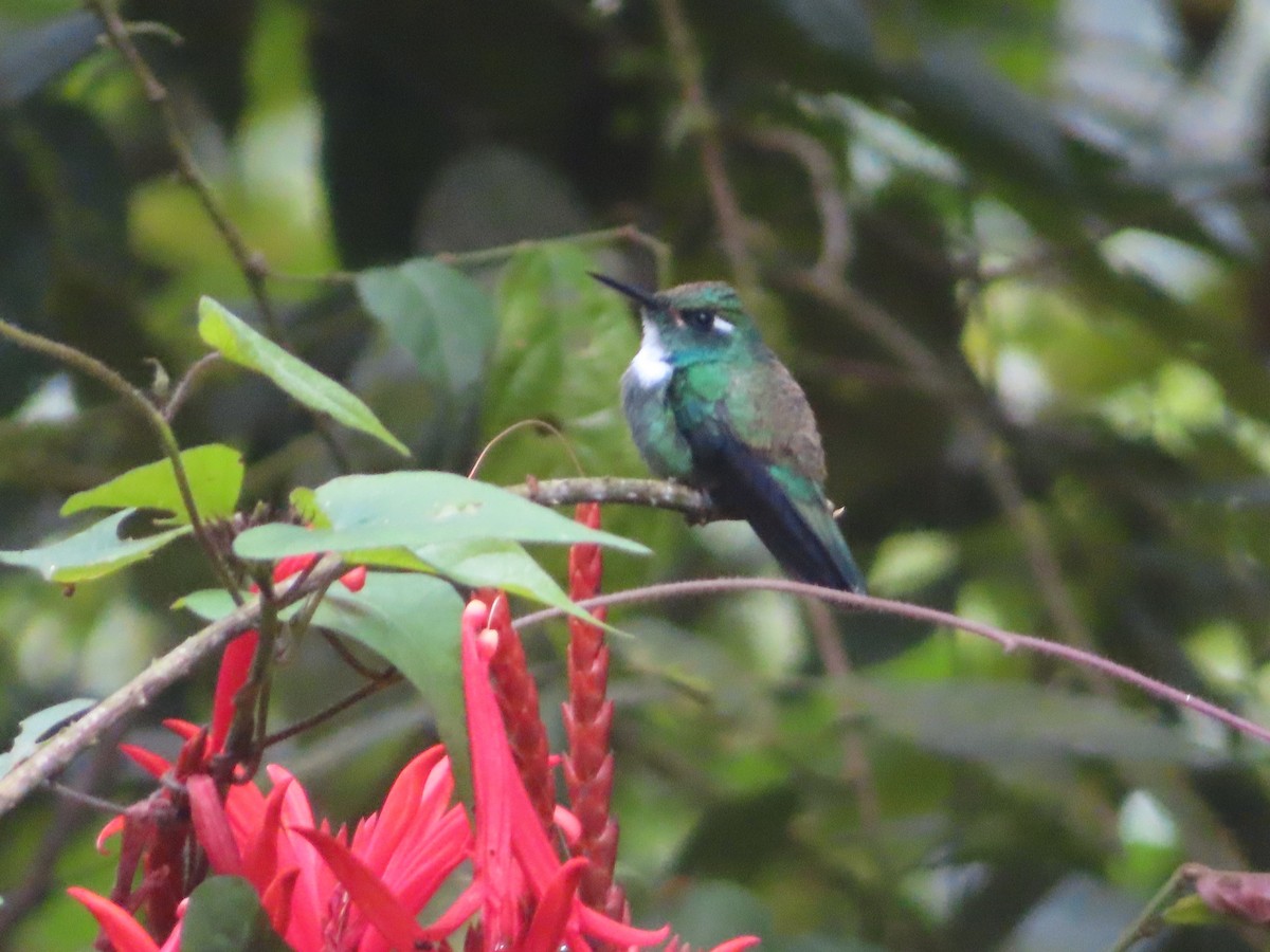 White-throated Daggerbill - ML635402488