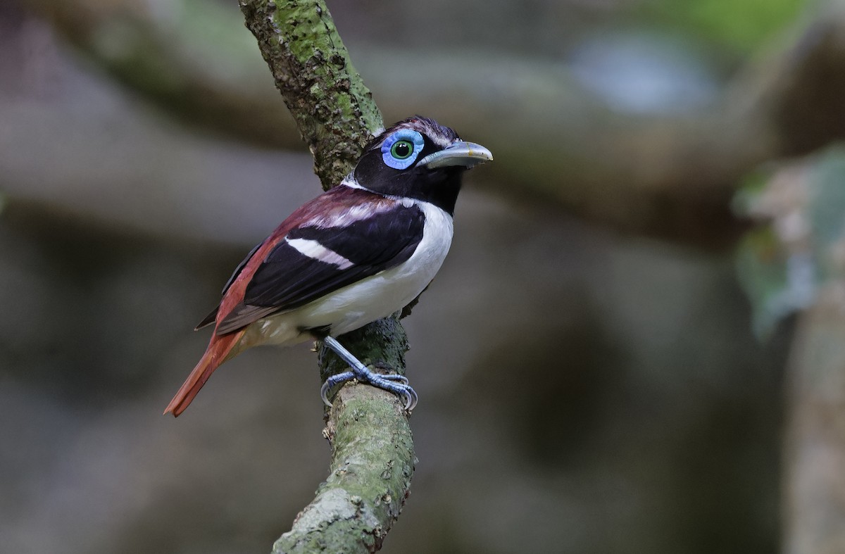 Visayan Broadbill - ML635402494
