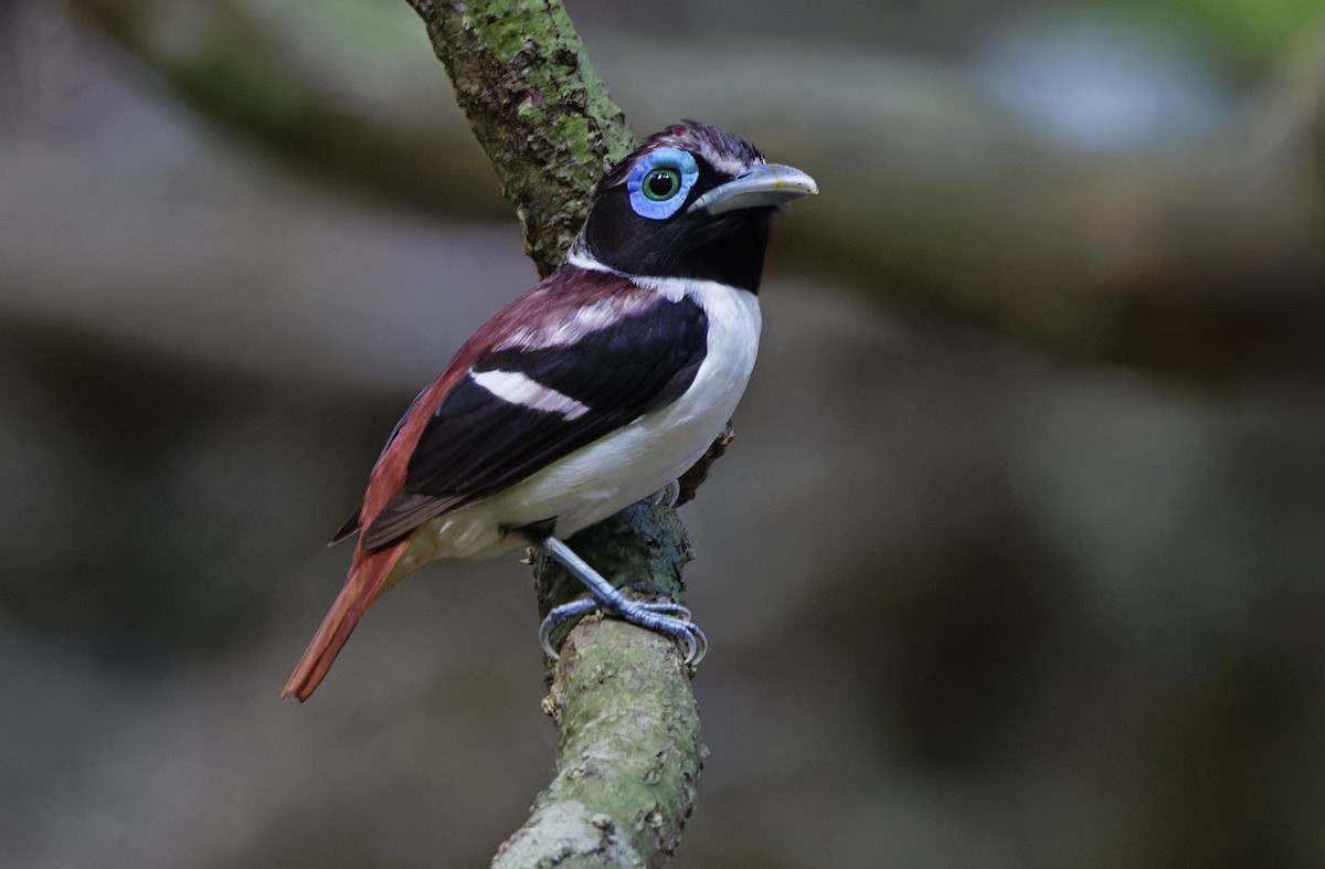 Visayan Broadbill - ML635402495